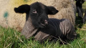 New Born Lambs
