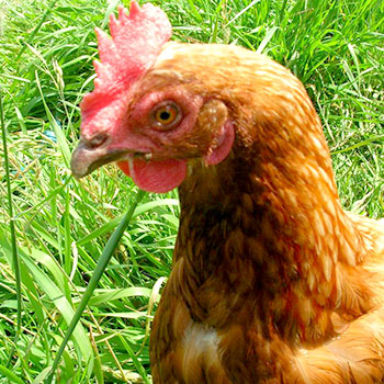 farm holiday suffolk escape chicken